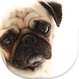 The Little Pug HD Wallpapers icon