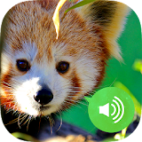 Animal Sounds & Pictures Free icon