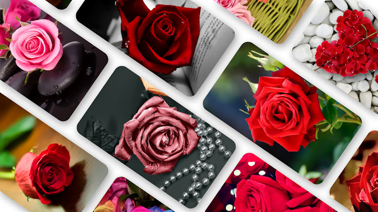 Rose Wallpaper 2023 by Divgrow Apps - (Android Apps) — AppAgg