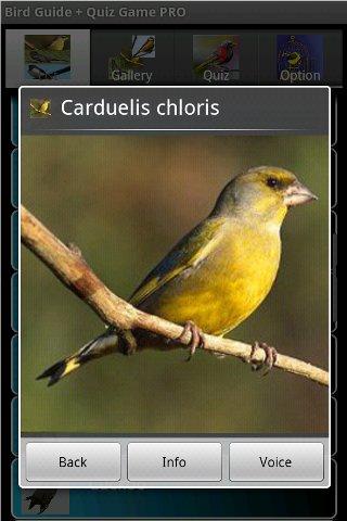 Bird Guide + Quiz Game PRO - 12.0.0 - (Android)