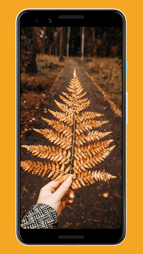 Android application Fall Wallpapers & Backgrounds screenshort