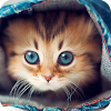 Find a Cat - Hidden Objects icon