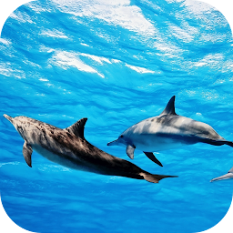 Icon image Dolphins Live Wallpaper