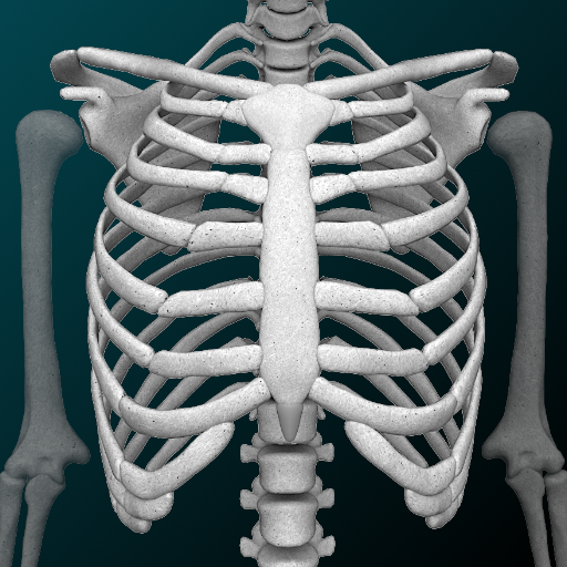 Osseous System in 3D (Anatomy)  Icon