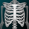 Osseous System in 3D (Anatomy) icon