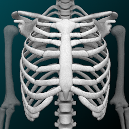 Obrázek ikony Osseous System in 3D (Anatomy)