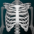 Osseous System in 3D (Anatomy)3.5.4 (Mod)