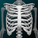 3D人骨（解剖学）