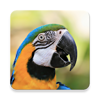 Parrot Bird Sound Collections