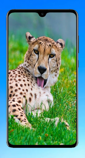 Cheetah Wallpaper 4K Screen 3