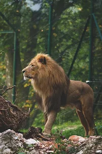 Lion Video Wallpaper