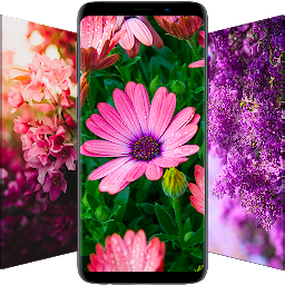 Flowrify - Flower Wallpapers: Download & Review