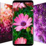 Flower Wallpapers in HD, 4K Apk