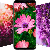 ? Flower Wallpapers - Colorful Flowers in HD & 4K