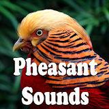 Pheasant Sounds icon