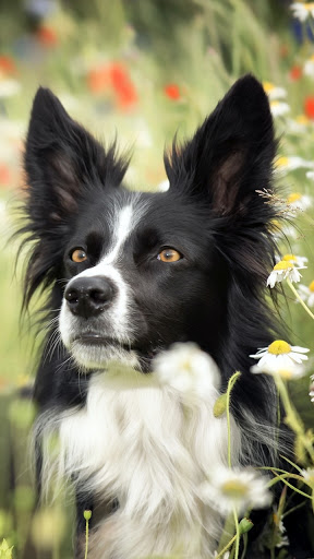 Border Collie Wallpapers Screen 2