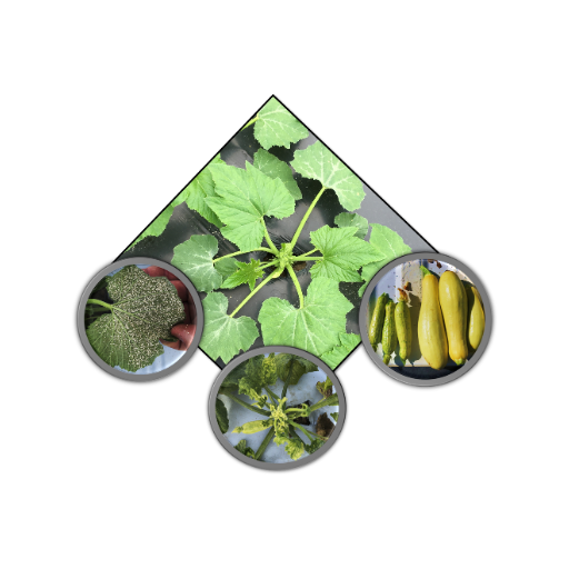 SquashRX Download on Windows