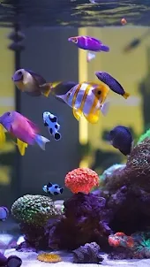 Aquarium Video Wallpaper