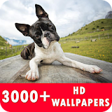 Boston Terrier Live Wallpapers HD icon