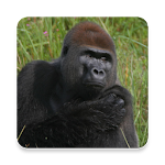 Cover Image of Download Gorilla Sound Collections ~ Sc  APK