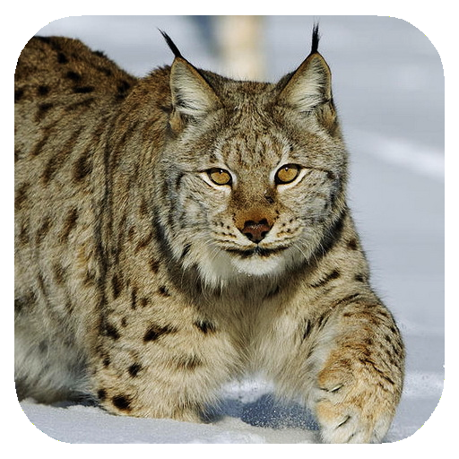 Lynx. Video Wallpaper  Icon