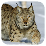 Lynx. Video Wallpaper icon