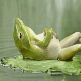 Sleeping Frog Live Wallpaper icon