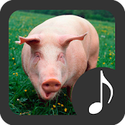 Top 20 Entertainment Apps Like Pig Sounds - Best Alternatives