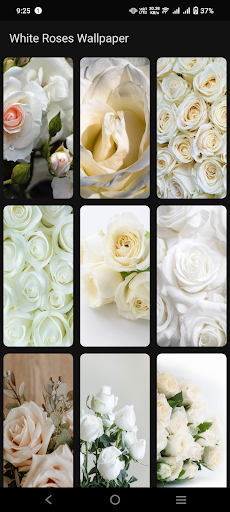 White Roses Wallpaper Screen 3