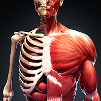 Discover Human Body 3D Visual Human Anatomy Atlas