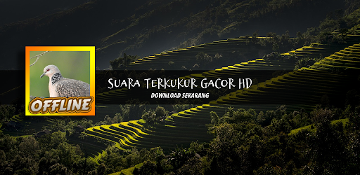 Suara Tekukur Pikat HD