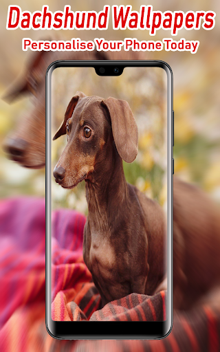 Dachshund Wallpapers