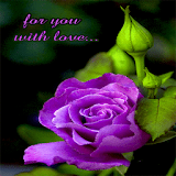 Purple Lovely Rose LWP icon