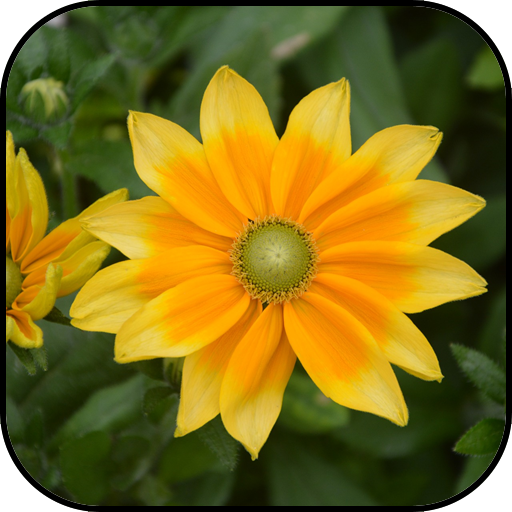 Yellow flowers wallpapers 1 Icon
