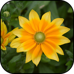 Yellow flowers wallpapers