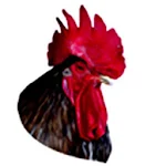 Cover Image of Herunterladen Kenya Poultry Consultancy Plat  APK