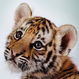 Amazing Tigers Wallpapers icon