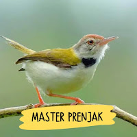 Suara Burung Prenjak Lumut