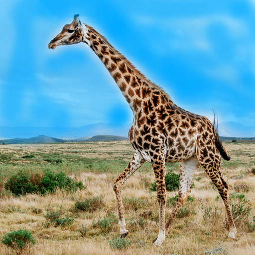 Real Giraffe Animations 3d