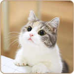 Cover Image of Unduh Cute Cat Wallpapers 1.0 APK