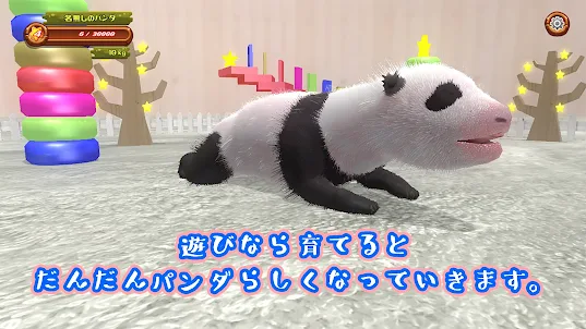 生後1日目から育てるパンダ