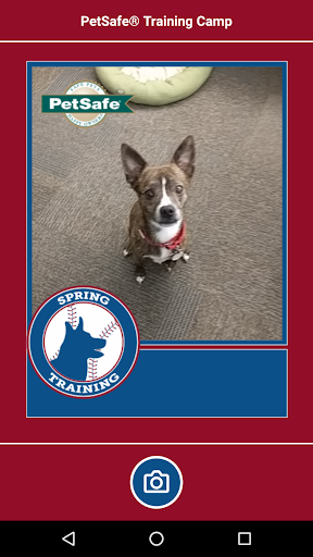 PetSafe® All-Star Baseball Card