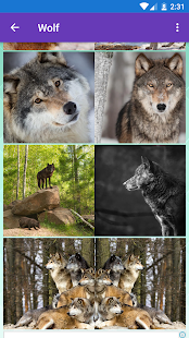 Arctic Wolf, Wolf Wallpapers 1.0.7 APK screenshots 6