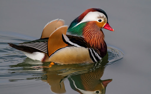Android application Mandarin Duck Wallpaper HD screenshort