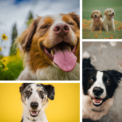 Dogs Wallpapers & Background logo