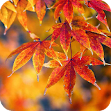 Autumn Wallpaper icon