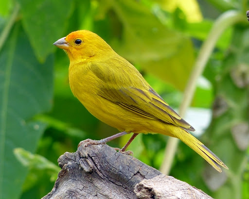 canary sound Screen 2