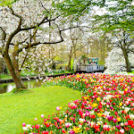 Cover Image of Download Beautiful Garden Wallpaper  APK