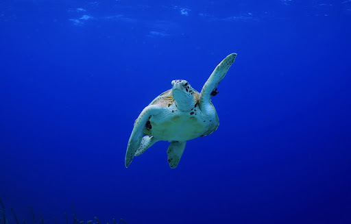 Turtle Wallpapers Screen 3
