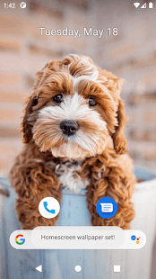 Cute Dog Wallpapers Screenshot